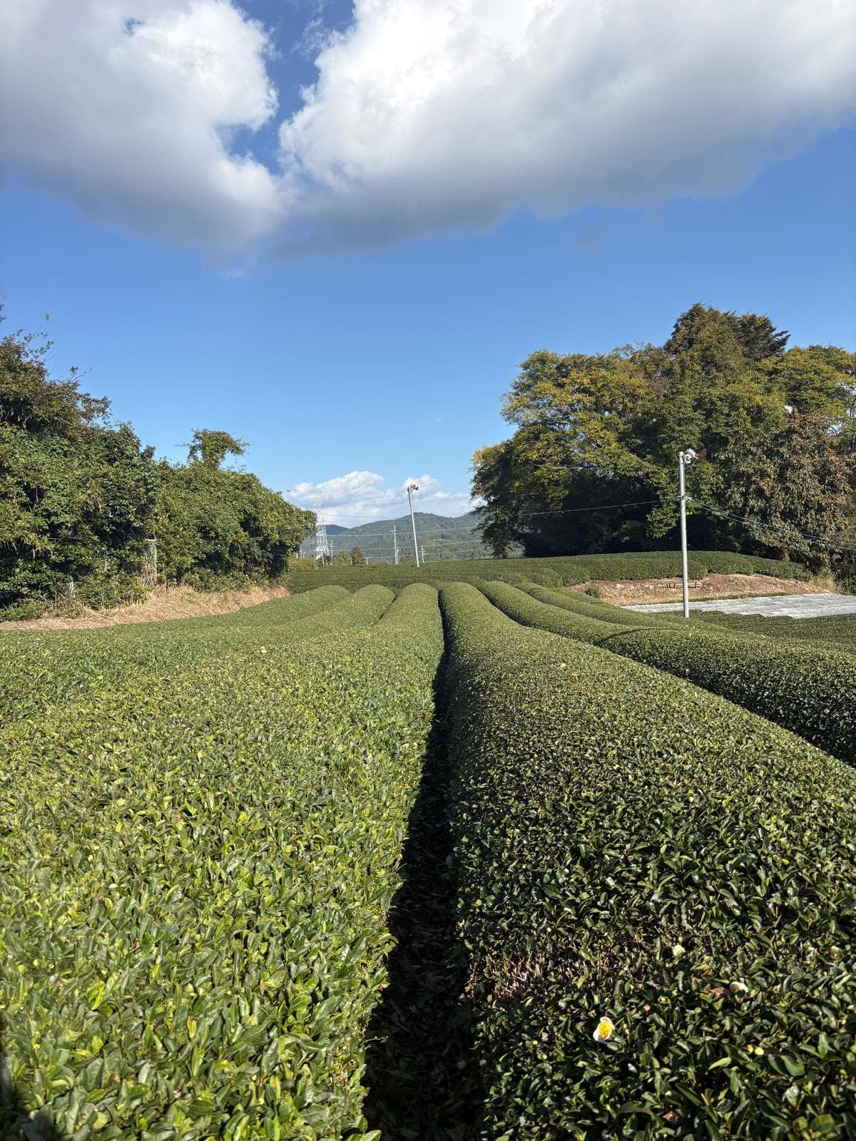 Terrasvormige theevelden in Uji, Japan